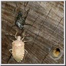 Rhaphigaster nebulosa - Graue Feldwanze - Wanzenschupf 02c.jpg